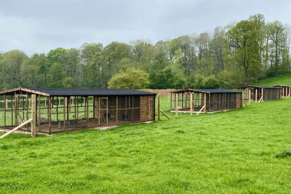 Goodheart Home for Rescued Hens Project