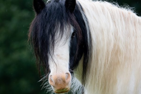 A black and white horse