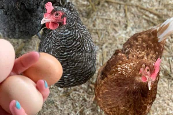 Is it ethical to eat backyard hen eggs