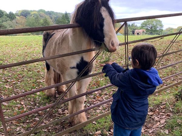 Kids animal experience at Goodheart Farm Animal Sanctuary in Worcestershire