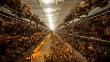 Laying-hen-web-page-7