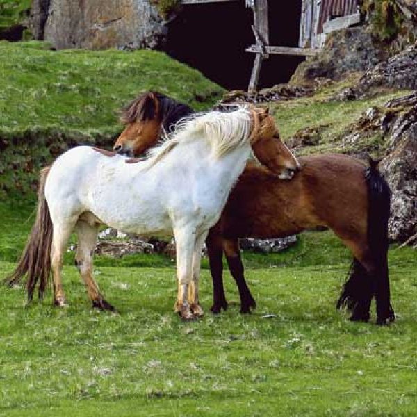 Social structure Horses in the wild live in large herds called harems, made up of females and their offspring and usually led by one stallion. Herds can be as large as 25 individuals!