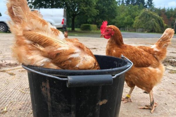 Hen eating from bucket