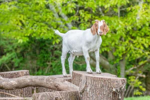 A brown a white goat stands atop a log climbing structure