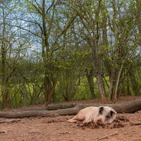 Pig Woodland at Goodheart Farm Animal Sanctuary