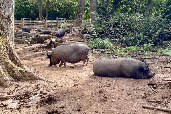 Pigs in nature