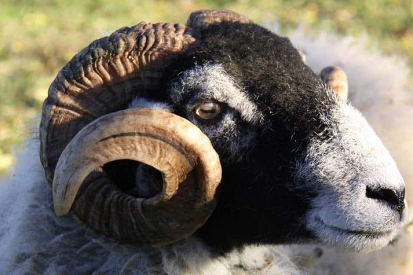 Reg the rescued sheep