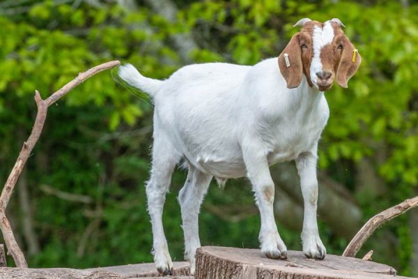 Rescued goats at Goodheart Farm Animal Sanctuary