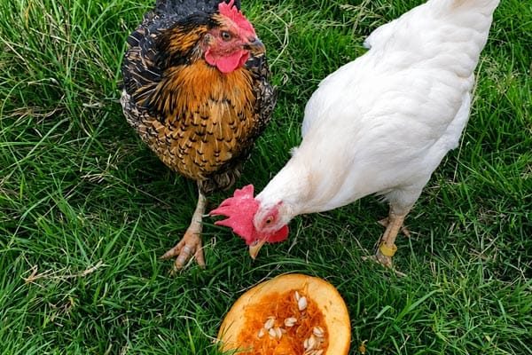 Rescued hens enjoy pumpkin