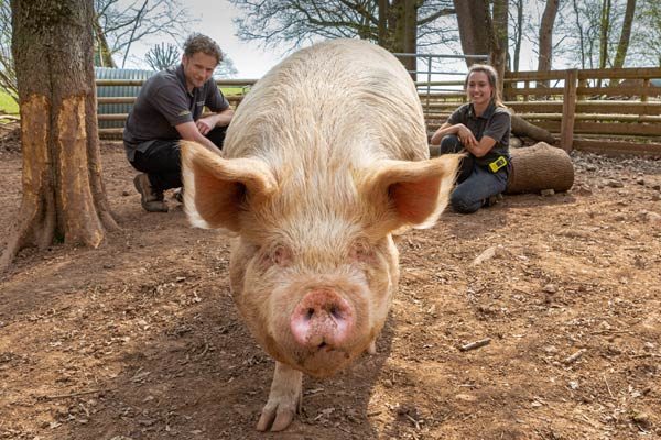 Rescued pigs at Goodheart Farm Animal Sanctuary