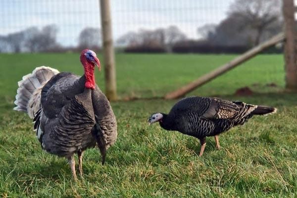 Susan-Mr-Biggles-turkeys
