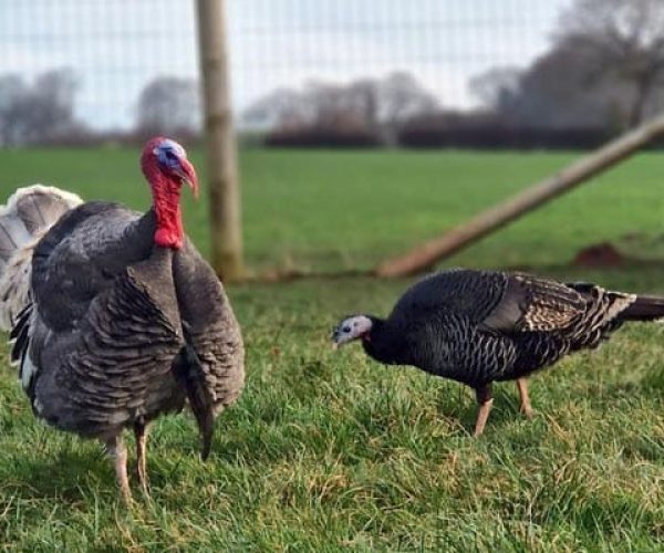 Susan-Mr-Biggles-turkeys