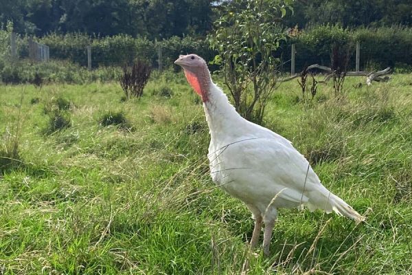 Turkey rescue story from Goodheart Animal Sanctuary