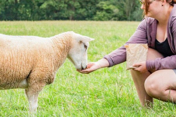 Ways to give to Goodheart Animal Sanctuaries