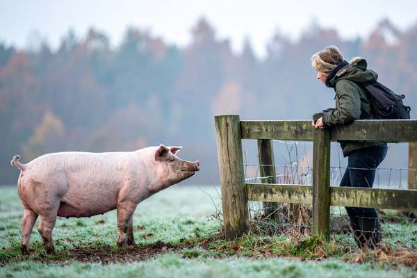 Winter Pig Experiences at our UK animal sanctuary