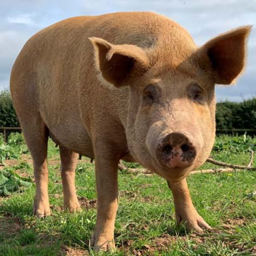 Sponsor a pig today