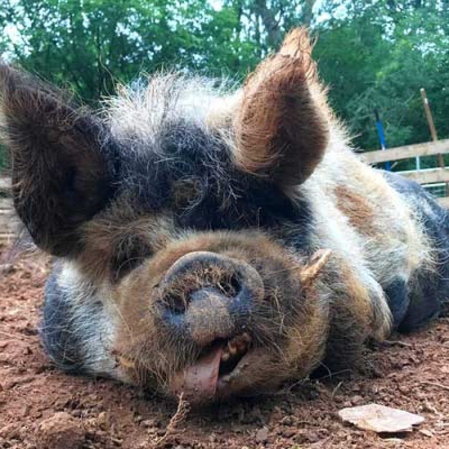 Sponsor a rescued pig